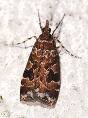 Scoparia ustimacula