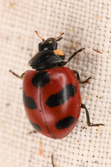 Coccinella monticola