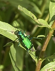 Cicindela sexguttata