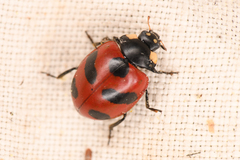 Coccinella monticola