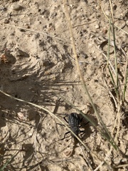 Philolithus sordidus