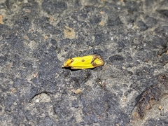 Agapeta zoegana