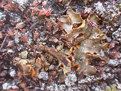 Solorina crocea