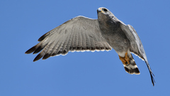 Buteo plagiatus