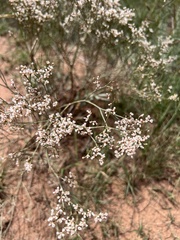 Eriogonum effusum