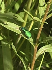 Cicindela sexguttata