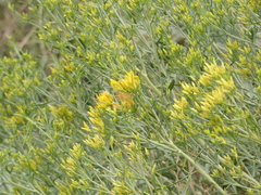 Solidagininae