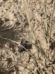 Philolithus sordidus