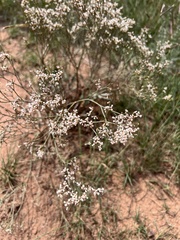 Eriogonum effusum