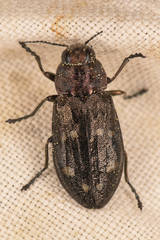 Phaenops
