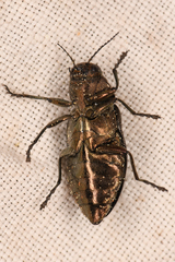 Phaenops