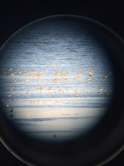 Calidris virgata