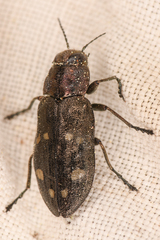 Phaenops