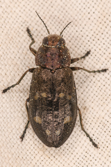 Phaenops