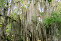 Tillandsia usneoides