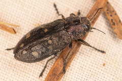 Phaenops