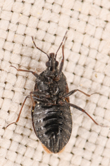 Anthocoridae