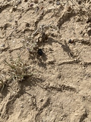 Philolithus sordidus