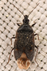 Anthocoridae