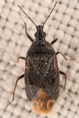 Anthocoridae