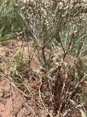 Eriogonum effusum