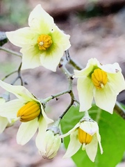 Solanum bulbocastanum