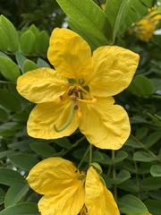 Cassia leptophylla