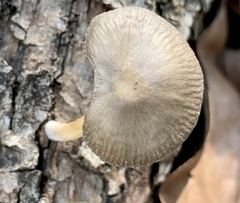 Psathyrella piluliformis