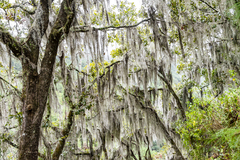 Tillandsia usneoides