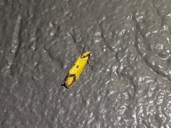 Agapeta zoegana