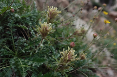 Castilleja nana