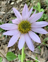 Iostephane heterophylla