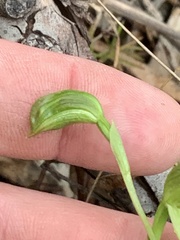 Pterostylis tenuis