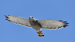 Buteo plagiatus