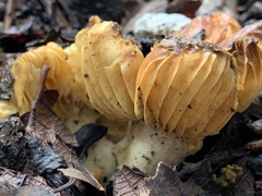 Lactifluus hygrophoroides