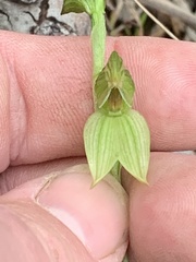 Pterostylis tenuis
