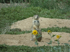 Cynomys gunnisoni