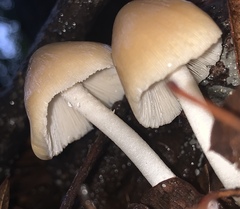 Hypholoma capnoides