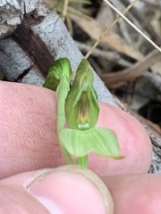 Pterostylis tenuis