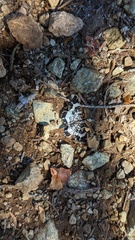 Rheumaptera hastata