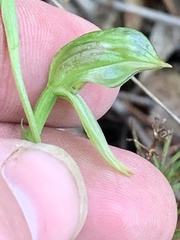 Pterostylis tenuis