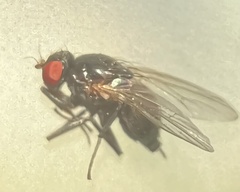 Agromyzinae