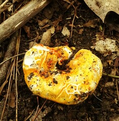 Hypomyces lactifluorum