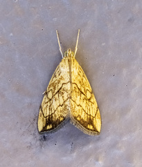 Evergestis pallidata