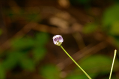 Utricularia caerulea