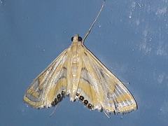 Eoophyla