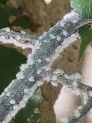 Grylloprociphilus imbricator