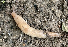 Deroceras reticulatum