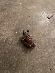 Eleutherodactylus marnockii