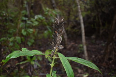 Barleria oenotheroides
